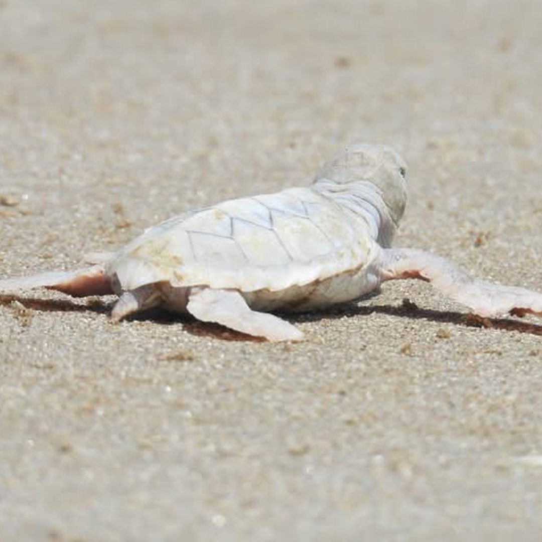 Detectan en Playa de Tamaulipas a Cría de Tortuga Verde con Posible Leucismo